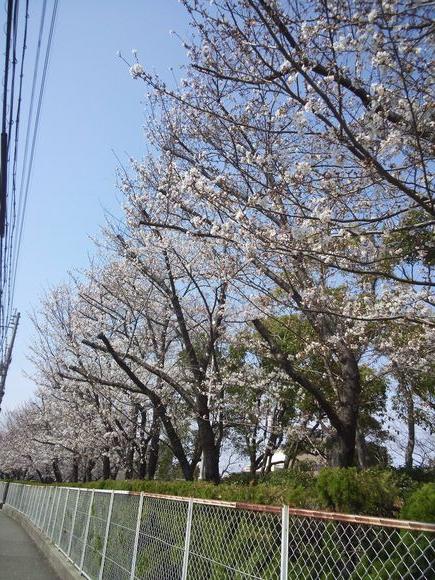 水道局の桜２