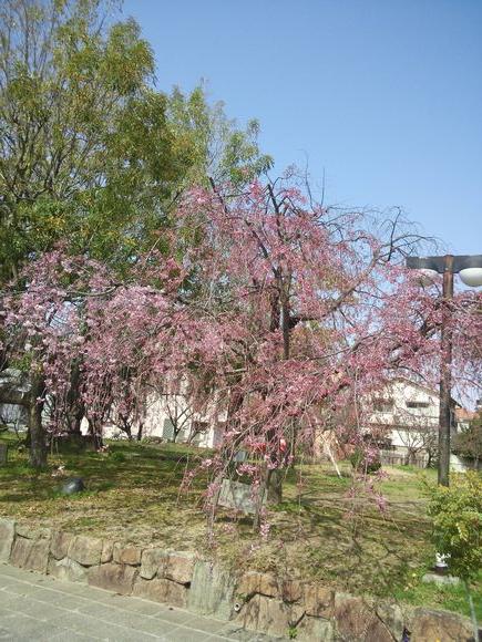 市役所のしだれ桜