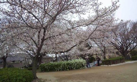瑞ヶ池桜