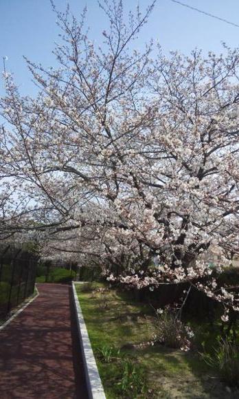 水道局の桜１