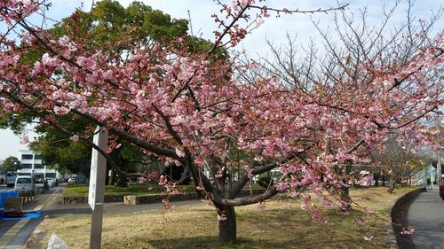 河津桜