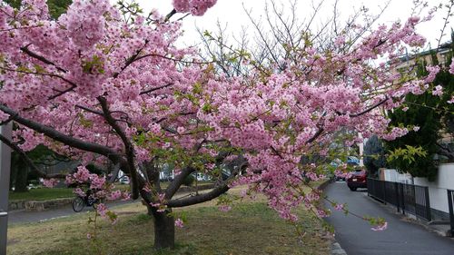 満開の河津桜