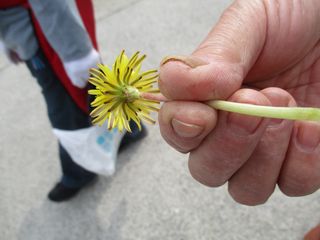 日本たんぽぽ