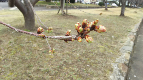 河津桜つぼみ