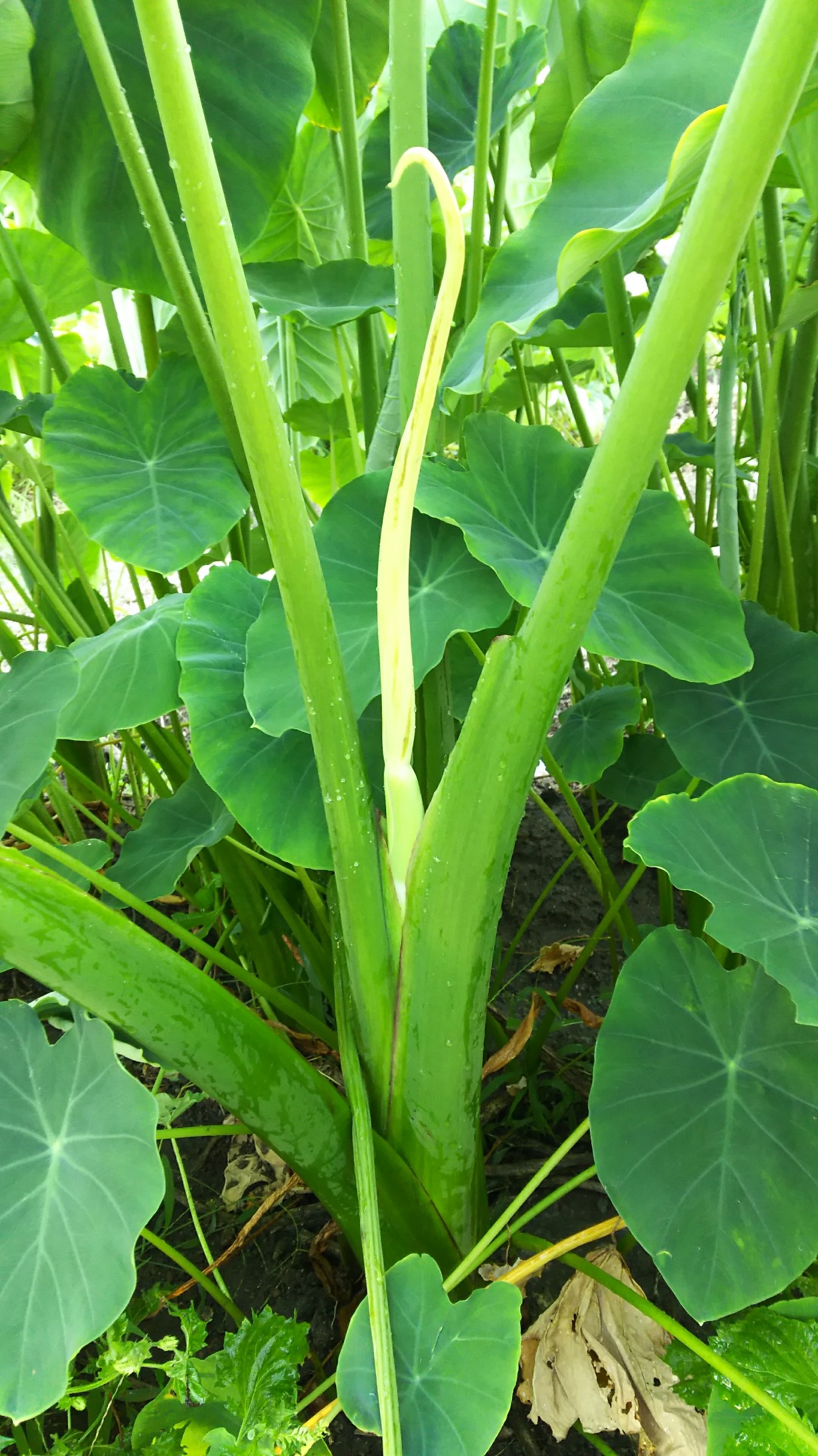 ばんこが行く 里芋の花が咲きました