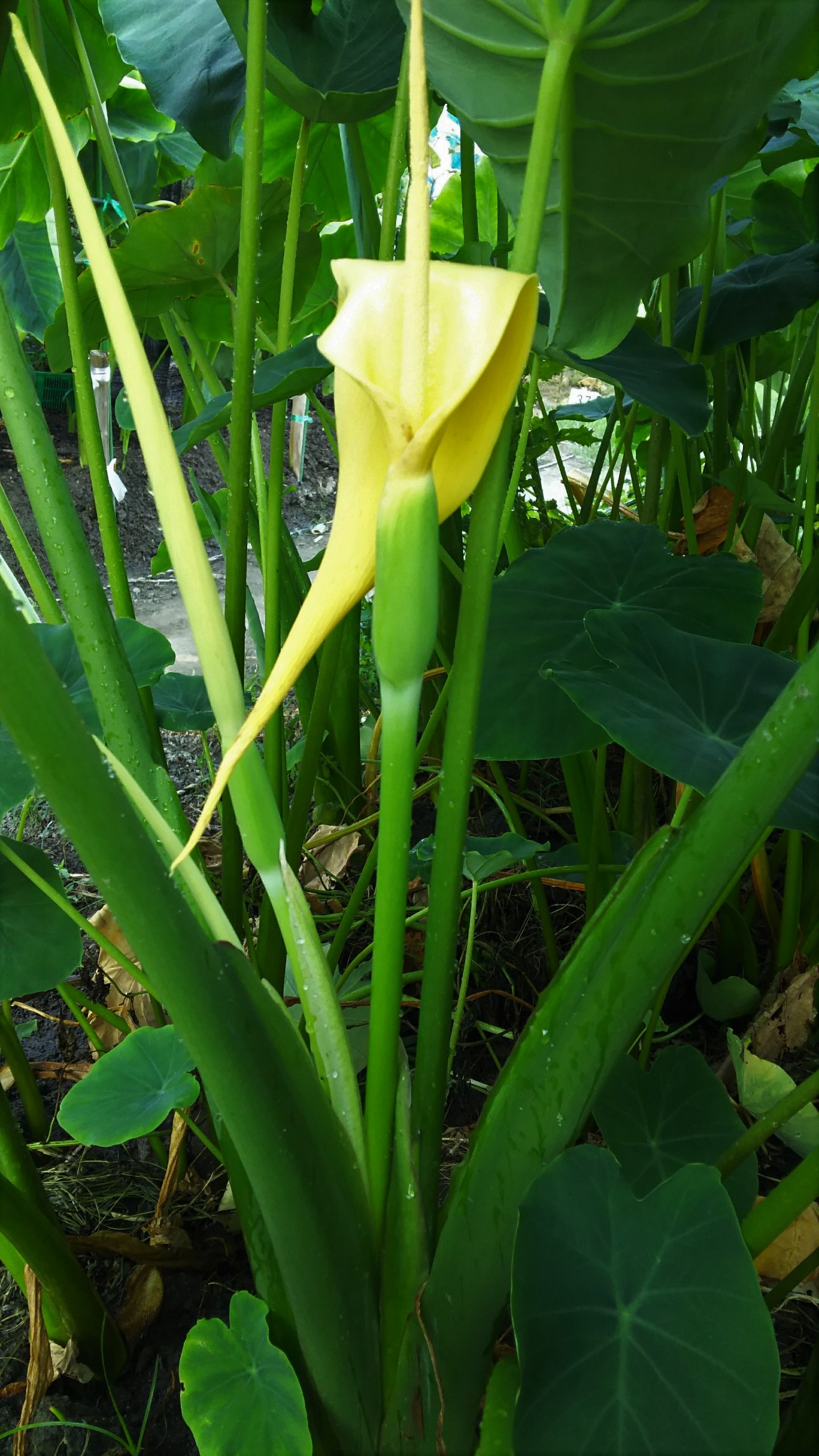 ばんこが行く 里芋の花が咲きました