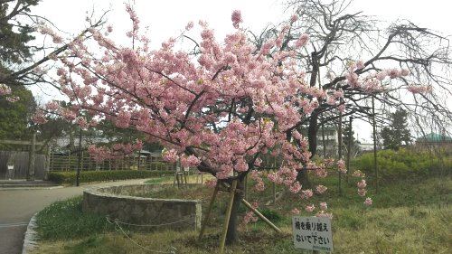 Kawadu sakura