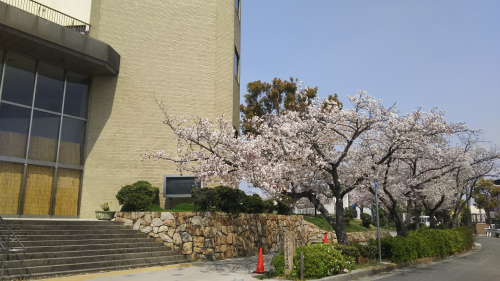 公民館と桜