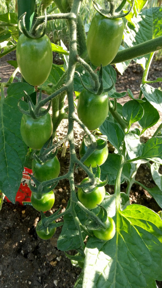 Tomato May 28