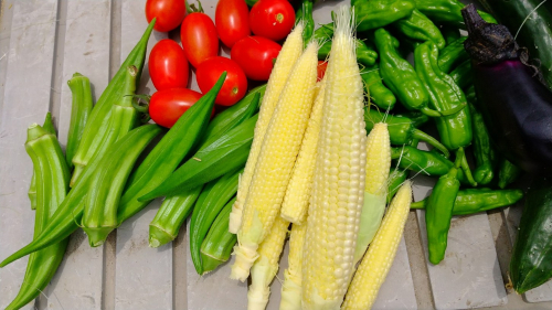 菜園6月27日