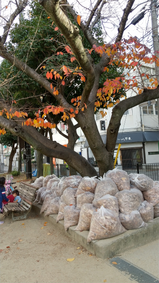 桜落ち葉