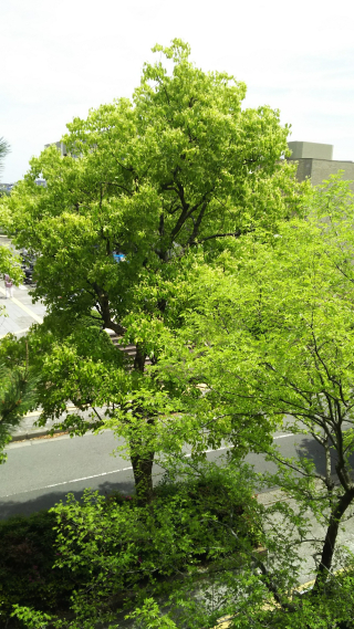 Kusunoki Kusunoki