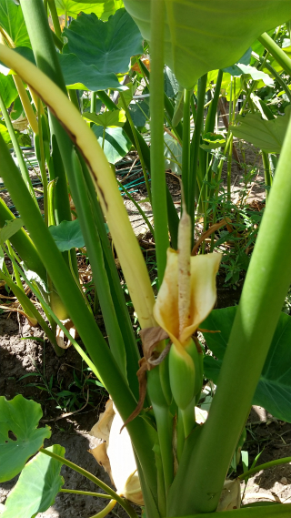 ばんこが行く 里芋の花は 咲いたらこんな風です