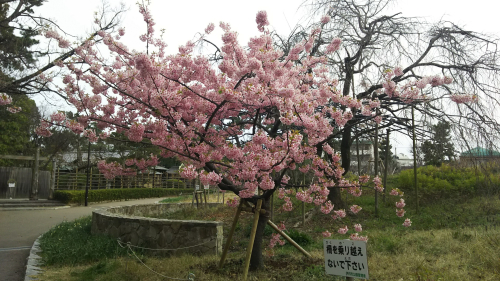 Kawadu sakura