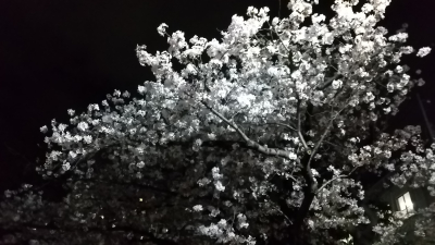 夜桜