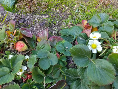 Winter strawberry Winter strawberry