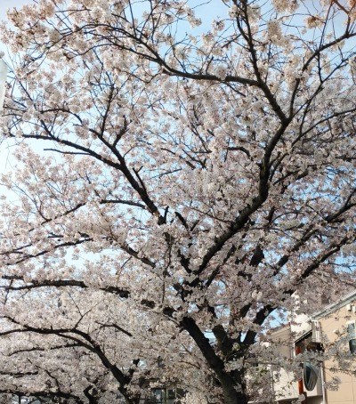 Sakura20220407 Sakura20220407