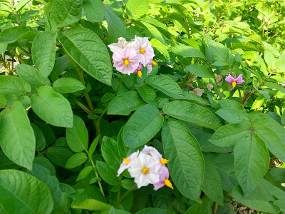 ジャガイモの花