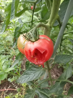 トマトのカラス禍